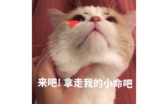 来吧！拿走我的小命吧（猫咪）