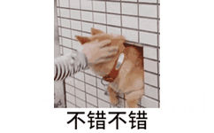 不错 不错 - 柴犬动图表情包