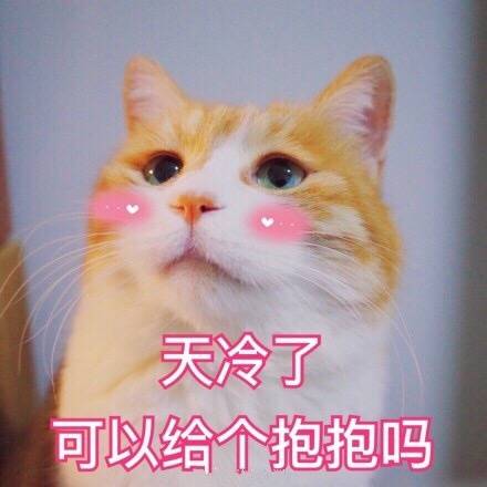 天冷了可以给个抱抱吗(猫咪)