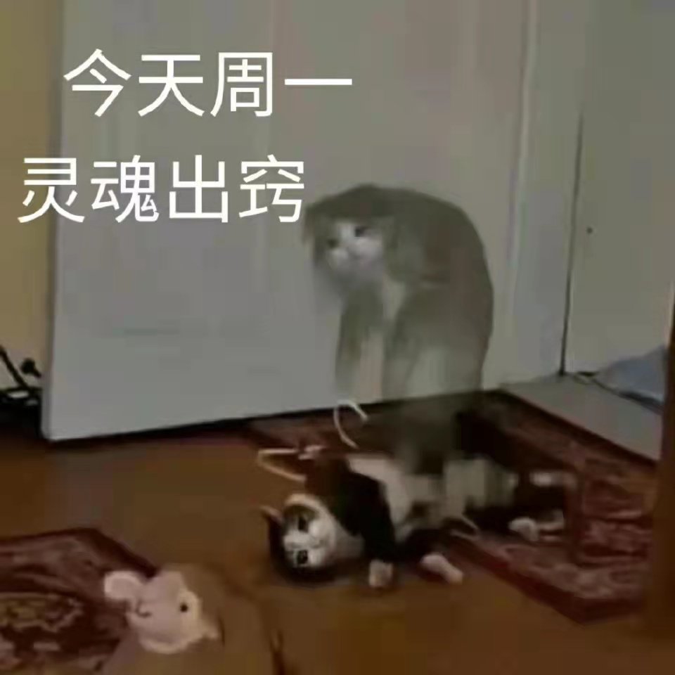 今天周一灵魂出窍(猫猫上班表情包)