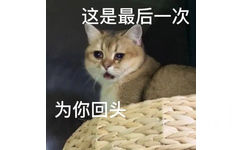 这是最后一次为你回头(流泪猫猫头表情包)