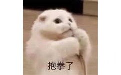 抱拳了(猫咪)