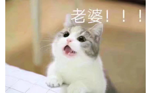 老婆 - 猫咪宠妻表情包系列