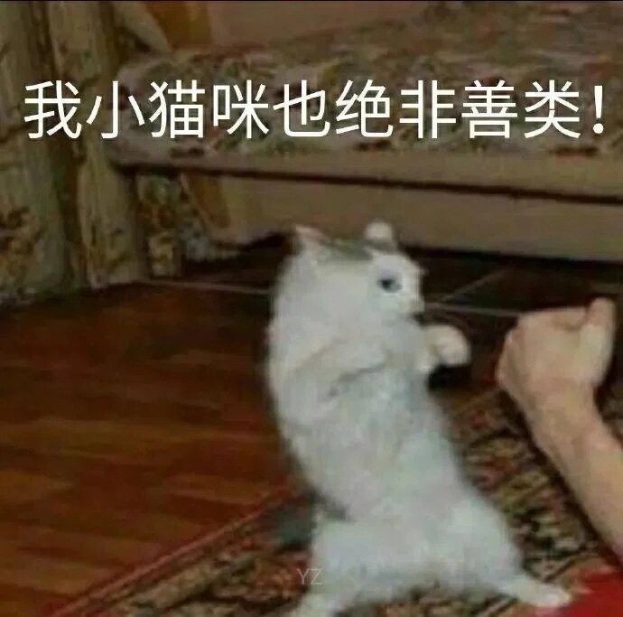 我小猫咪也绝非善类!