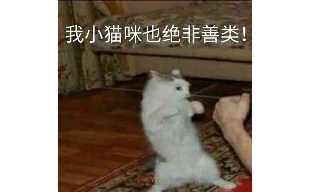 我小猫咪也绝非善类!