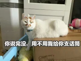 （猫咪）你说完没，用不用我给你支话筒