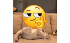 猫咪盘小黄脸 OK emoji - 万物皆可盘猫咪动态表情包