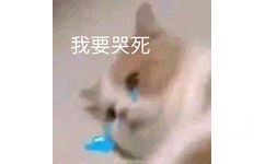 我要哭死(猫猫表情包)