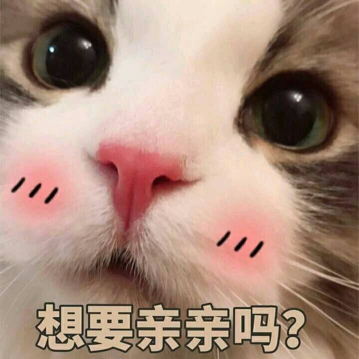 想要亲亲吗？（猫咪）