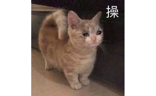 艹 流泪猫咪表情包