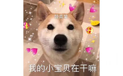 敲真挚我的小宝贝在干嘛 - 柴犬表情包合集