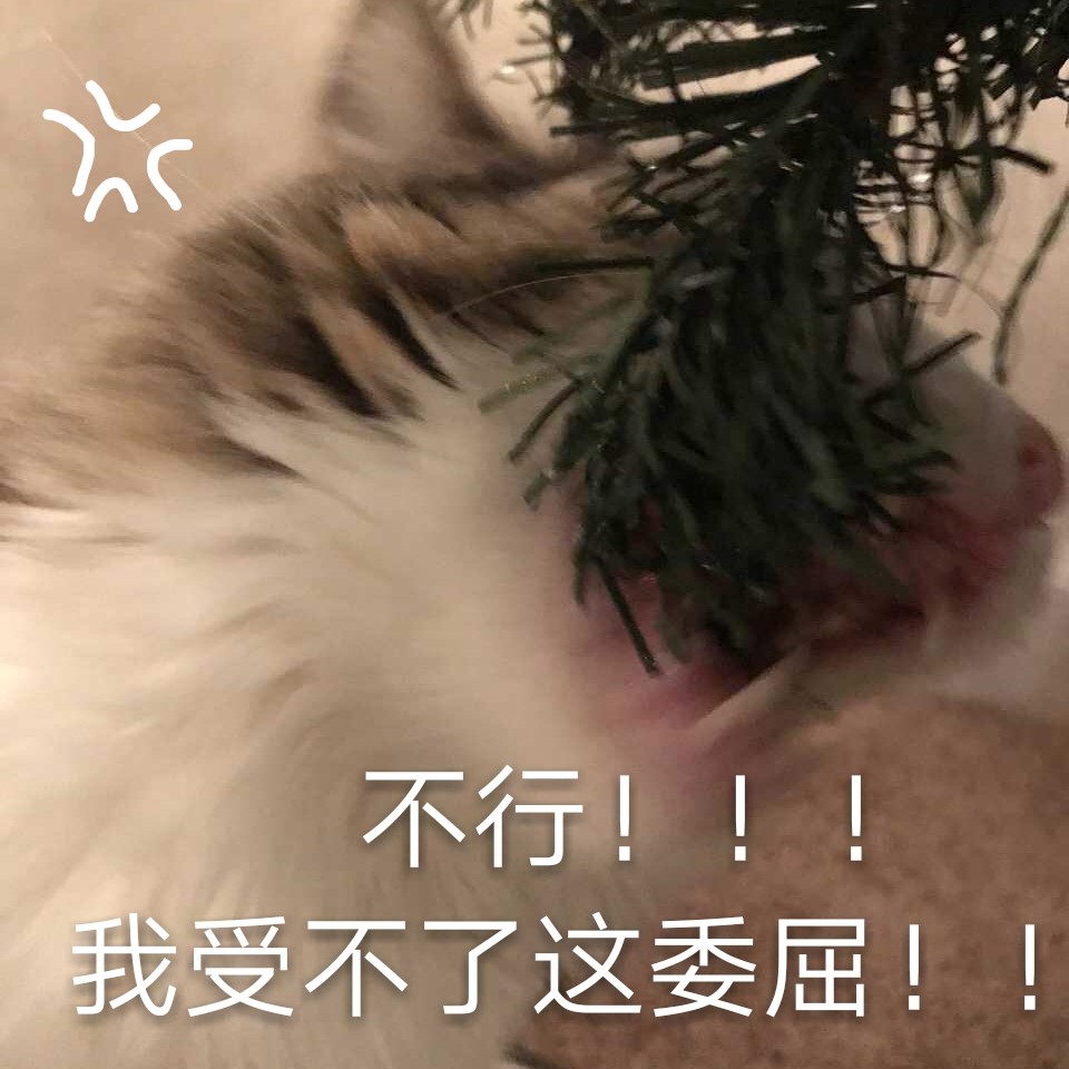 不行！我受不了这委屈！ - 都是猫咪表情包