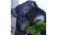 兔子吃青菜 GIF 动图