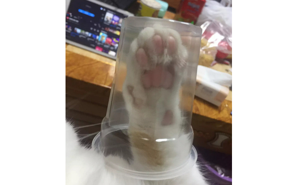 猫爪+玻璃杯=星巴克网红猫爪杯 - 你有猫吗？一起模仿猫爪杯