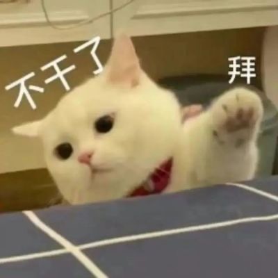 不干了拜(猫猫表情包) - 可爱猫猫表情包