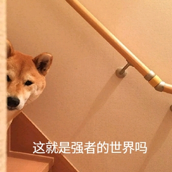 这是强者的世界吗（狗子 doge）