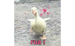 rua!鸭子