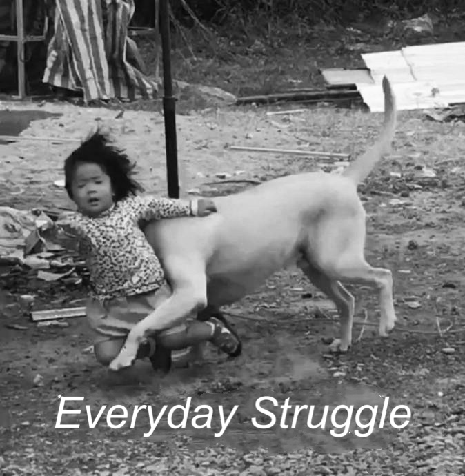 Everyday Struggle（挣扎度过每一天） - 近期斗图表情包精选-2019/11/11