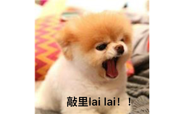 敲里lailai（狗子） - 敲里吗！！！敲里lai lai ​！！！！！ ​