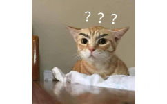 猫咪疑惑问号表情包 - 一组疑惑问号表情包
