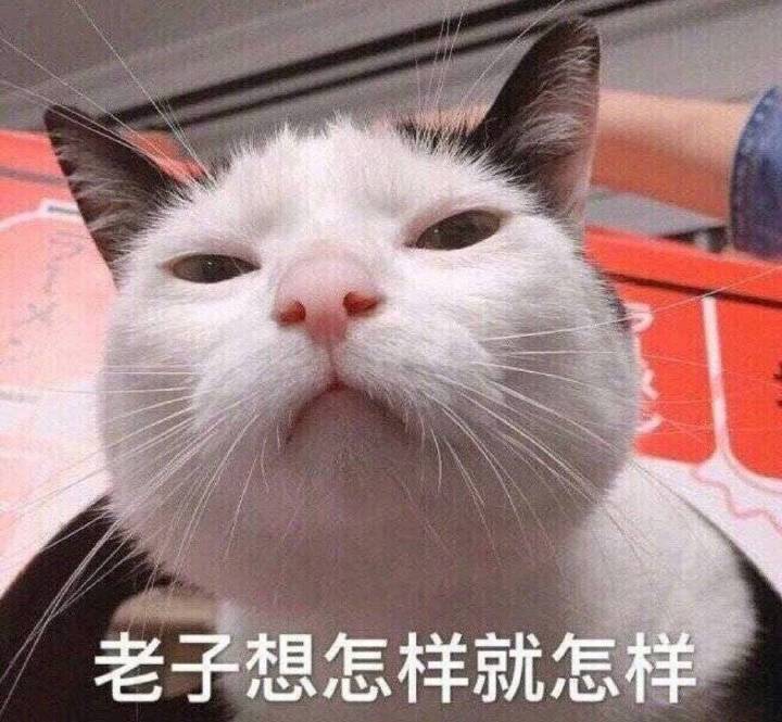 老子想怎样就怎样（猫咪）