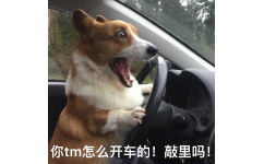 你 tm 怎么开车的！敲里吗（狗子开车） - 敲里吗！！！敲里lai lai ​！！！！！ ​