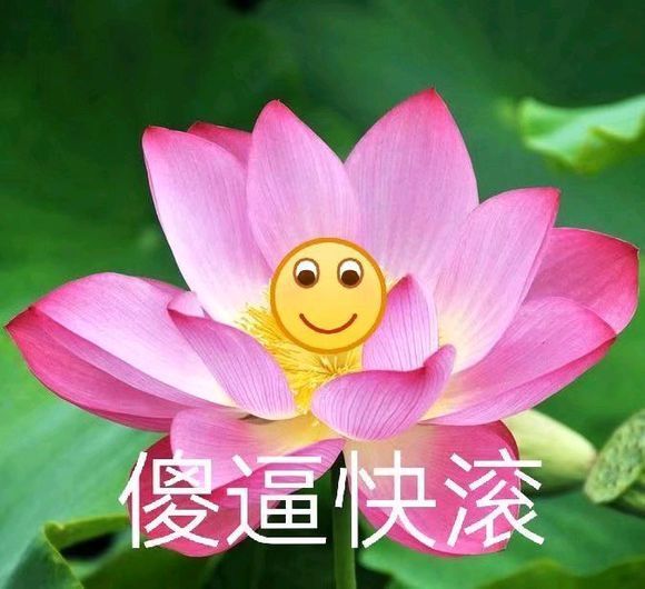 傻逼快滚(荷花)