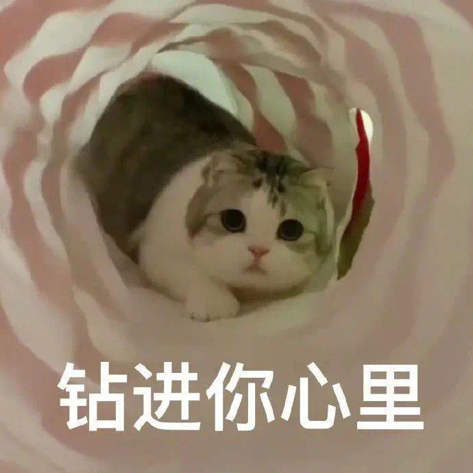 钻进你心里(猫咪表情包)