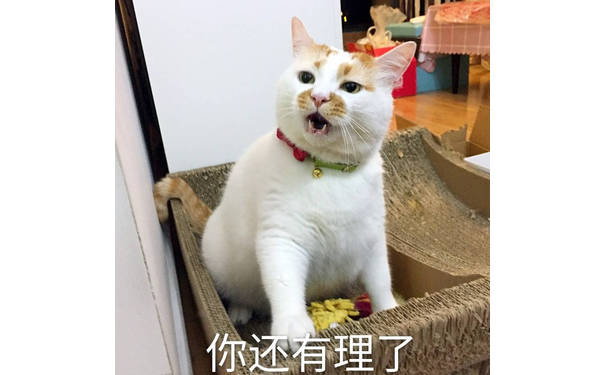 你还有理了（猫咪）