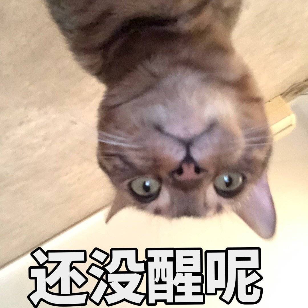 还没醒呢（猫咪的俯视）