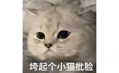 垮起个小猫批脸(猫猫表情包)