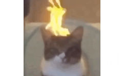 猫猫火冒三丈