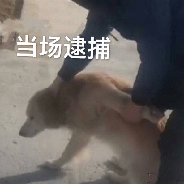 当场逮捕狗子