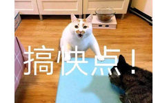 搞快点！（猫咪楼楼）