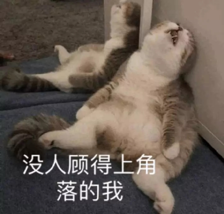 没人顾得上角落的我（猫咪）