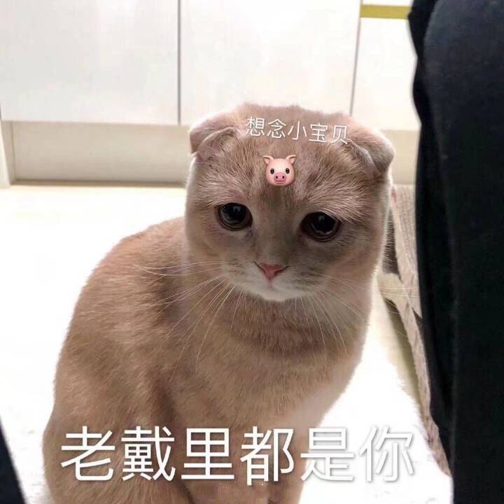 想念小宝贝老戴里都是你(想念小宝贝猪头 猫咪)