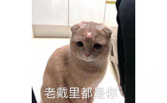 想念小宝贝老戴里都是你(想念小宝贝猪头 猫咪)