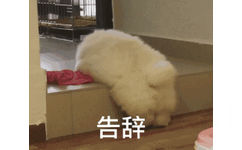 告辞（小短腿狗子 GIF）