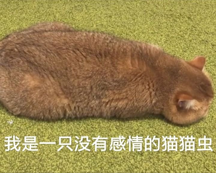 我是一只没有感情的猫猫虫(猫咪表情包)