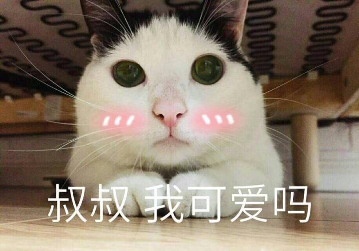 叔叔，我可爱吗 - 猫咪萌萌表情包