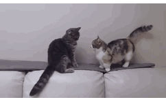 猫咪长腿压制 GIF 动图