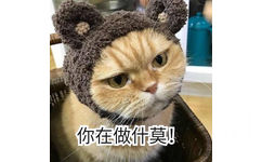 你在做什莫（猫咪）