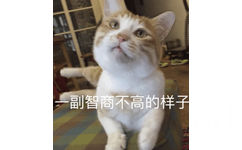 一副智商不高的样子（猫咪）