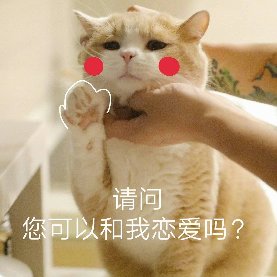 请问您可以和我恋爱吗？（猫咪）