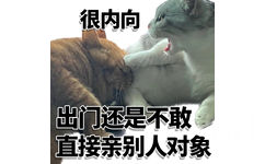 很内向出门还是不敢直接亲别人对象 - 很内向很外向猫猫表情包