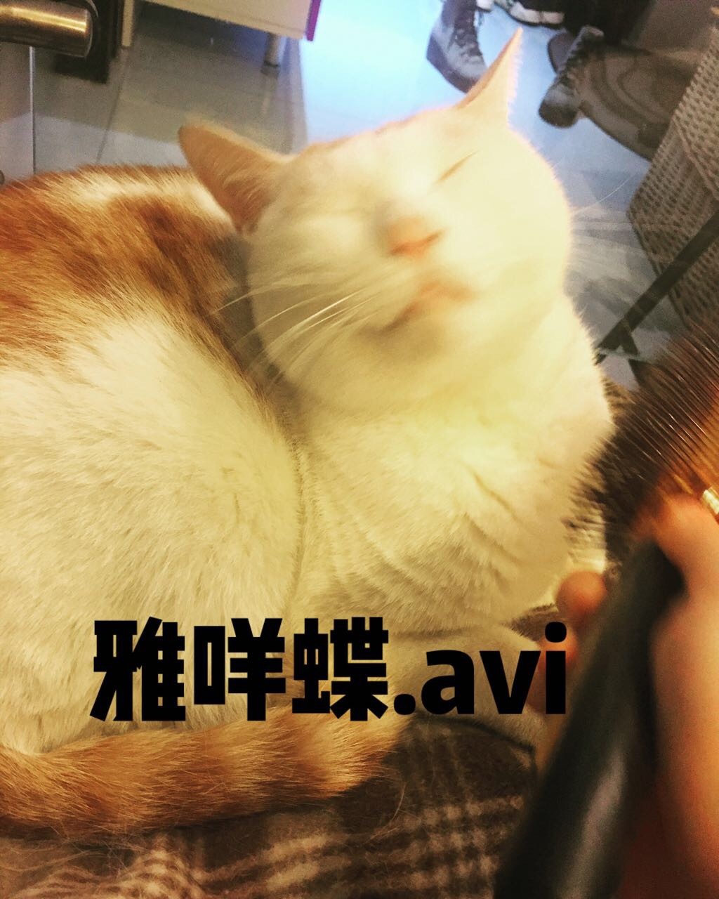 雅咩蝶avi - YYQHSL 家里一只戏精猫咪