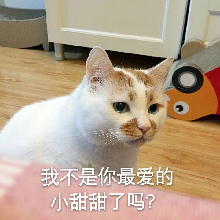 我不是你最爱的小甜甜了吗？（猫咪） - 热门表情包精选-2017/09/03