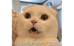 这也太那个了吧 猫咪表情包