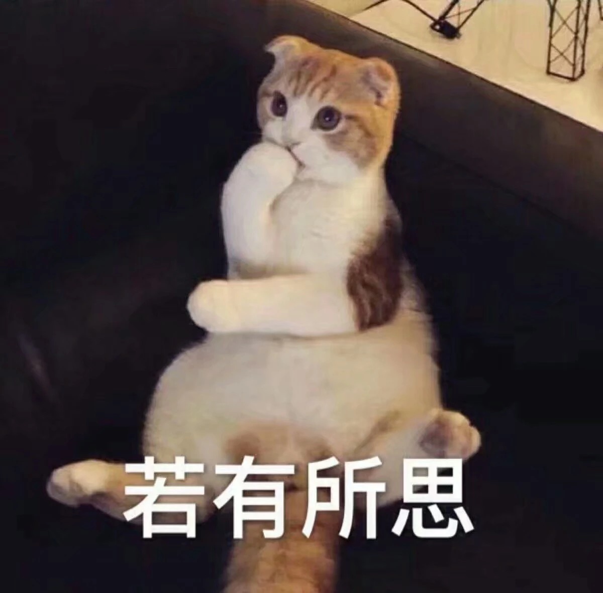 猫咪若有所思