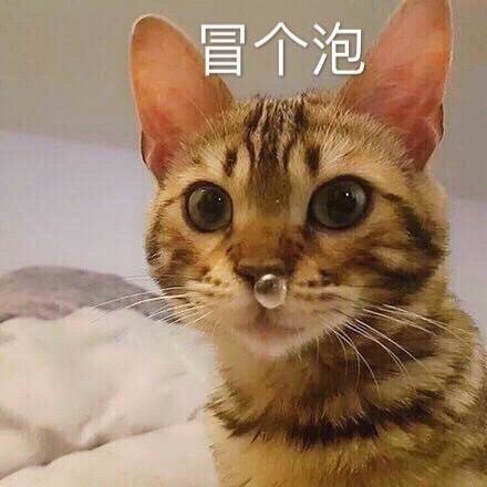 冒个泡（猫咪流鼻涕）